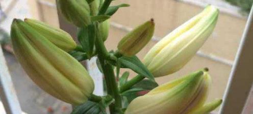百合花什么时候会开花？揭开百合花开花的神秘面纱-第3张图片-绿意生活