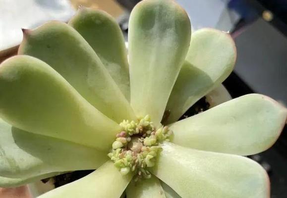 阿莫西林可否用于多肉植物？探究阿莫西林在多肉植物上的使用与注意事项-第1张图片-绿意生活
