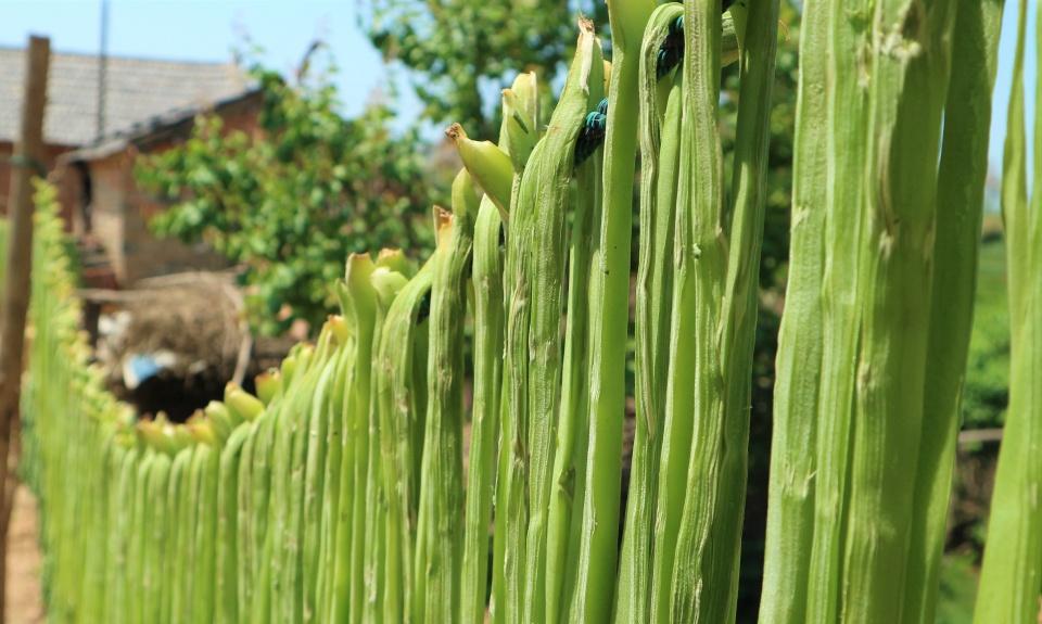 如何正确食用贡菜？探索贡菜的营养价值-第2张图片-绿意生活