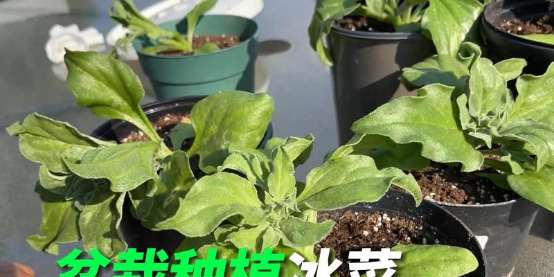 冰菜种植技巧是什么？掌握冰菜种植的关键点，让你的冰菜生长茁壮-第1张图片-绿意生活