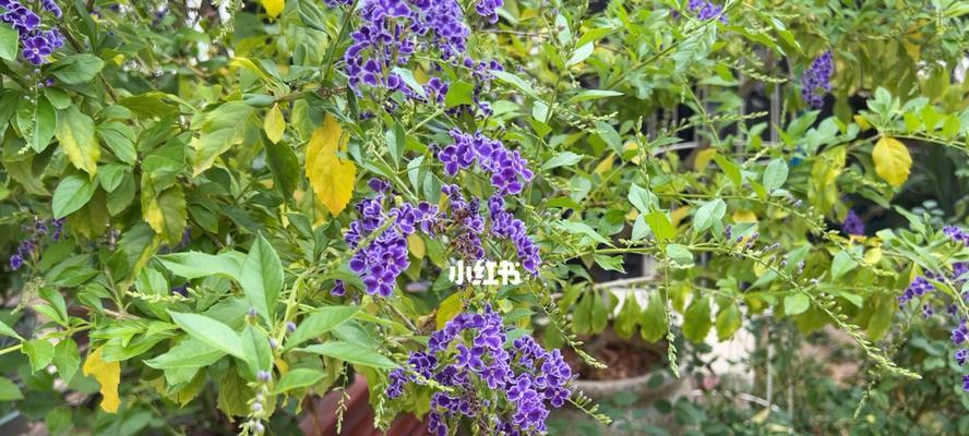 如何正确地修剪蕾丝金露花？蕾丝金露花后的修剪指南-第1张图片-绿意生活