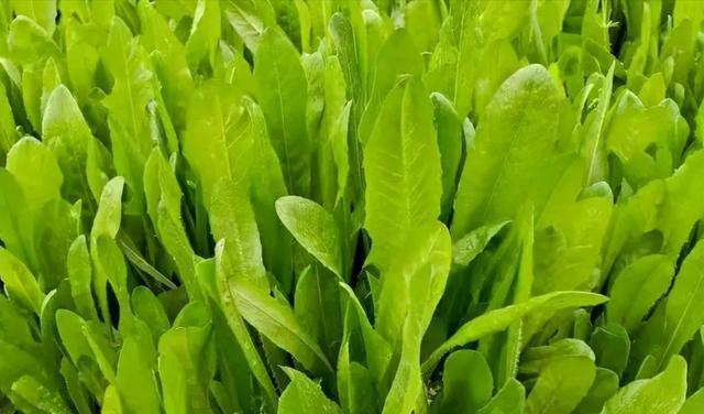 菊苣的生长状态与特征如何？探寻菊苣的生态环境及其分布情况-第1张图片-绿意生活