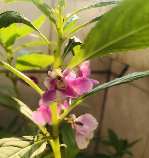 如何正确养护凤仙花？凤仙花开花周期揭秘-第3张图片-绿意生活
