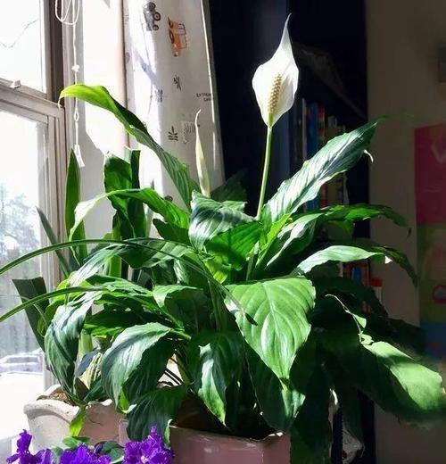 耐阴植物的养护方法是什么？探究耐阴植物种类和养护技巧-第1张图片-绿意生活