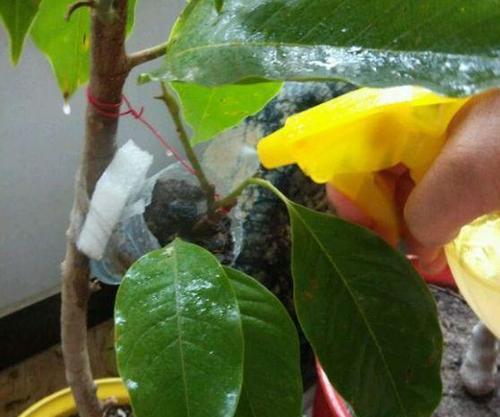 含笑花如何繁殖？种植技巧与细节分享-第1张图片-绿意生活