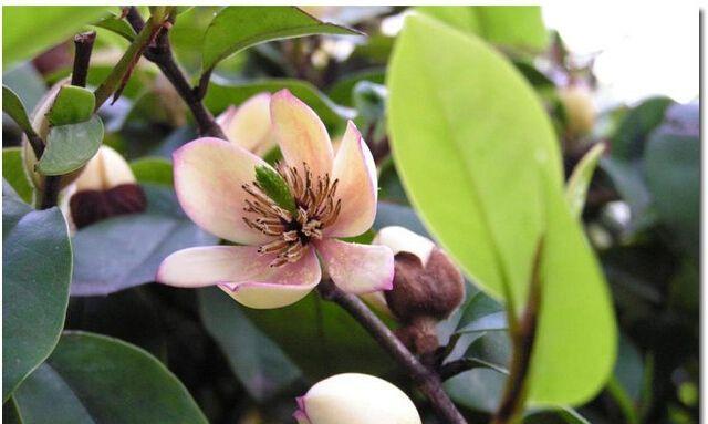 含笑花如何繁殖？种植技巧与细节分享-第2张图片-绿意生活