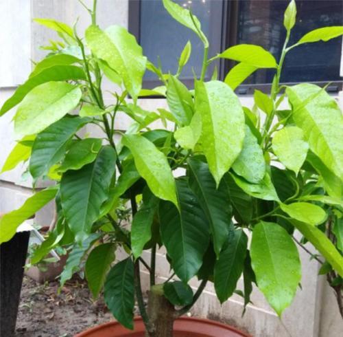 含笑花如何繁殖？种植技巧与细节分享-第3张图片-绿意生活