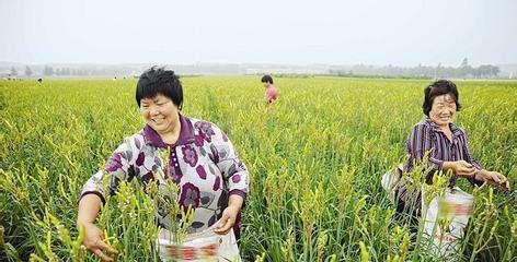 黄花菜哪个月份采摘最佳？黄花菜收获时间详解-第1张图片-绿意生活