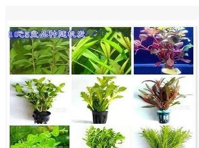 大宝塔水草如何修剪？打造美丽水草缸，掌握正确修剪技巧-第1张图片-绿意生活