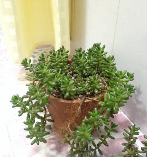 虹之玉如何养成老桩造型？打造独特风格，让虹之玉更具收藏价值-第3张图片-绿意生活