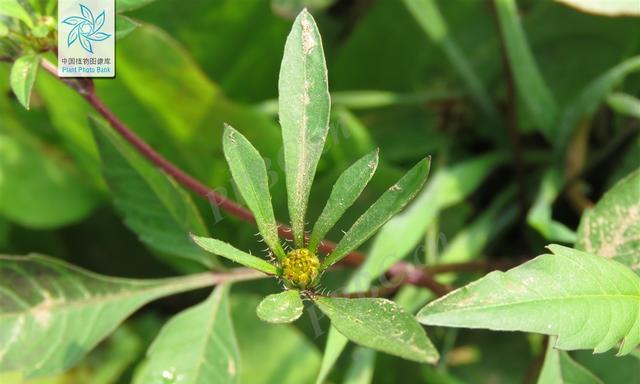 小草——无名英雄的代表（解读小草背后的“小人物”精神）-第2张图片-绿意生活