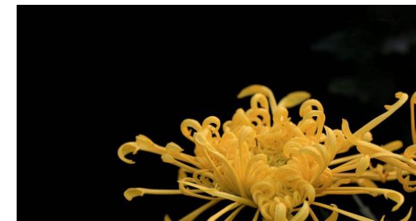 龙爪菊花开的美丽与神秘（探寻龙爪菊开花过程的奥秘）-第1张图片-绿意生活
