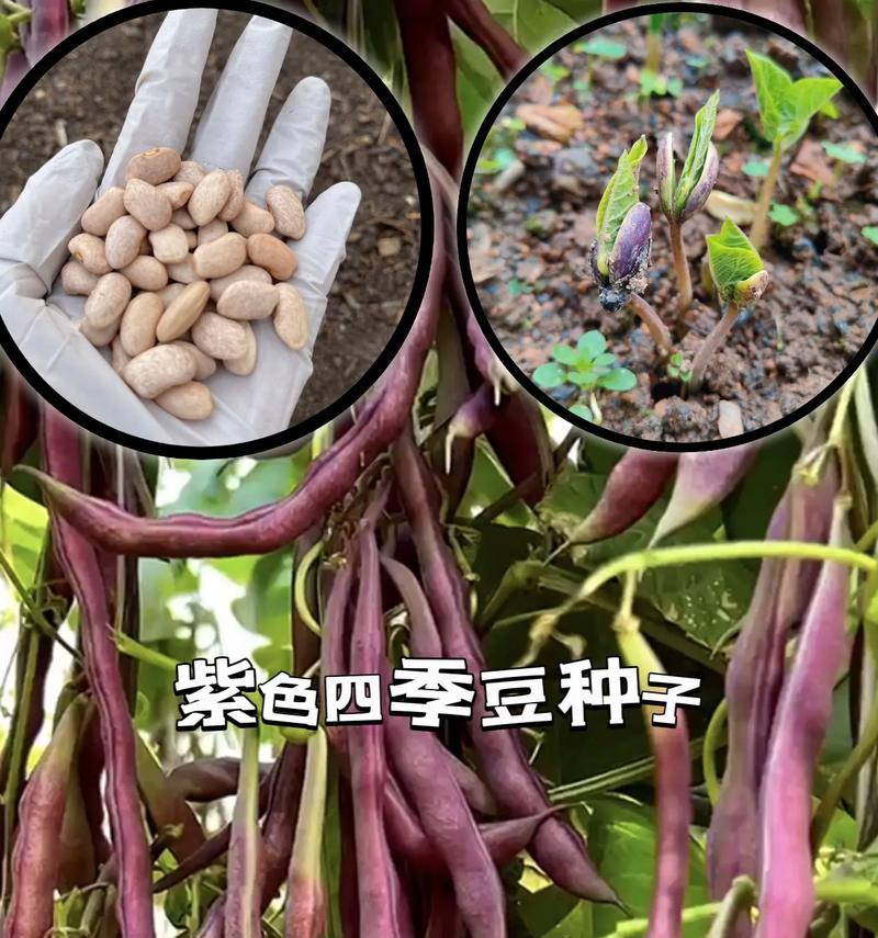 北方芸豆种植的时间选择（了解北方芸豆的特点，科学合理地选择种植时间）-第3张图片-绿意生活