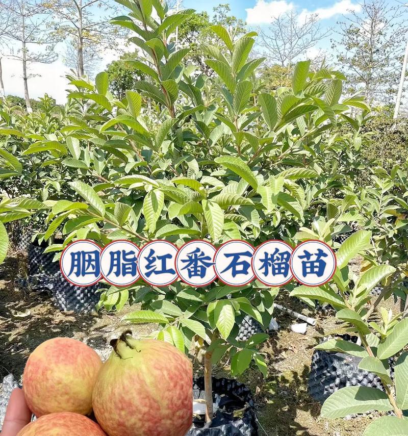石榴树冬天是否宜栽？（探讨石榴树冬季栽种的优缺点）-第2张图片-绿意生活