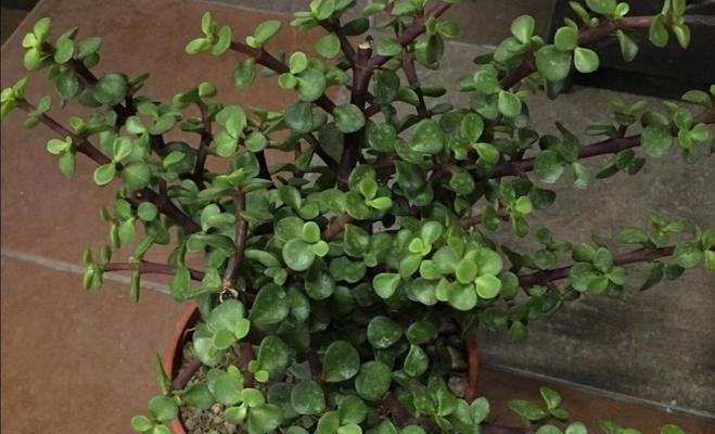 金枝玉叶——喜欢阳光的植物（探究金枝玉叶对阳光的需求）-第2张图片-绿意生活