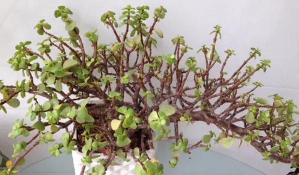 金枝玉叶——喜欢阳光的植物（探究金枝玉叶对阳光的需求）-第3张图片-绿意生活