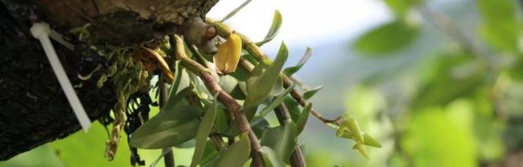 石斛种植时间与生长周期详解（掌握关键，助力丰收——石斛生长管理实践指南）-第2张图片-绿意生活