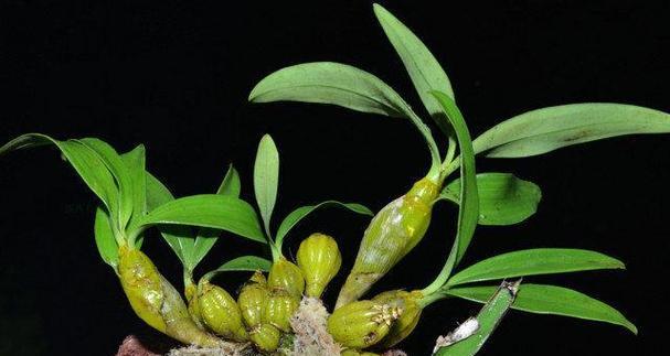 石斛种植时间与生长周期详解（掌握关键，助力丰收——石斛生长管理实践指南）-第3张图片-绿意生活