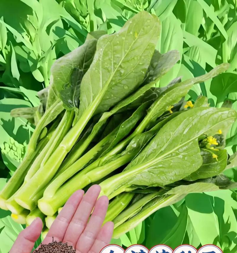 大白菜最佳收获时间剖析（哪个月份最适合收获大白菜？大白菜收获时间关键要点一览）-第1张图片-绿意生活