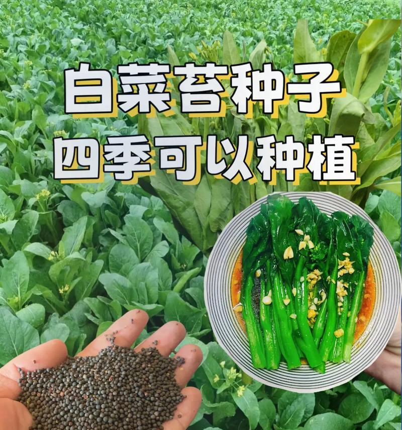 大白菜最佳收获时间剖析（哪个月份最适合收获大白菜？大白菜收获时间关键要点一览）-第2张图片-绿意生活