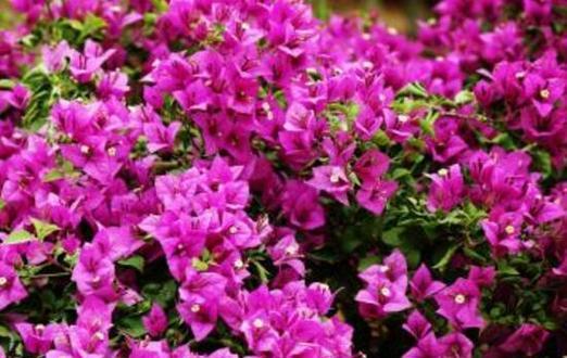 探寻三角梅市花的故事（关注三角梅与城市的历史渊源）-第3张图片-绿意生活
