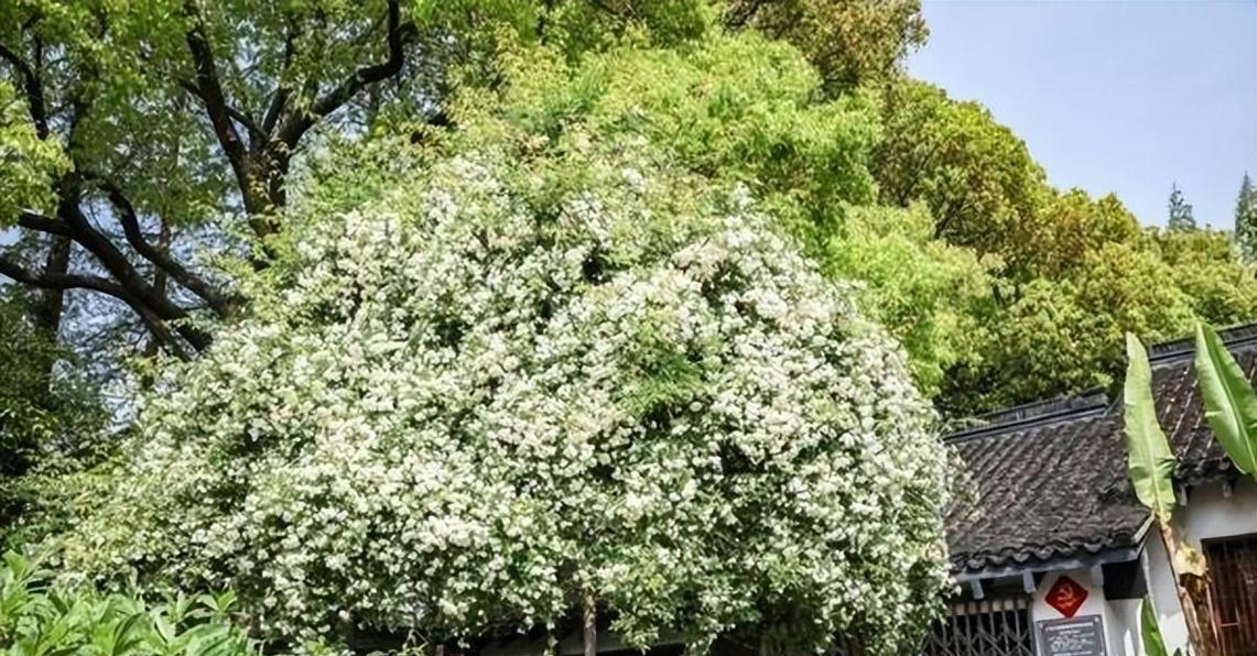 黄木香的养护与繁殖（一款好养且具有观赏价值的植物）-第2张图片-绿意生活