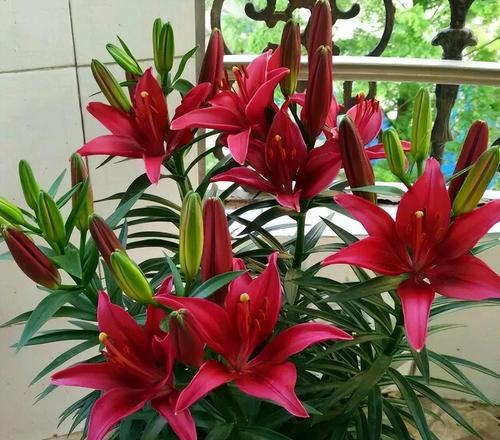 轻松养活百合花（享受美丽花海的简单方法）-第3张图片-绿意生活