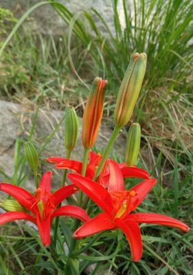 轻松养活百合花（享受美丽花海的简单方法）-第1张图片-绿意生活