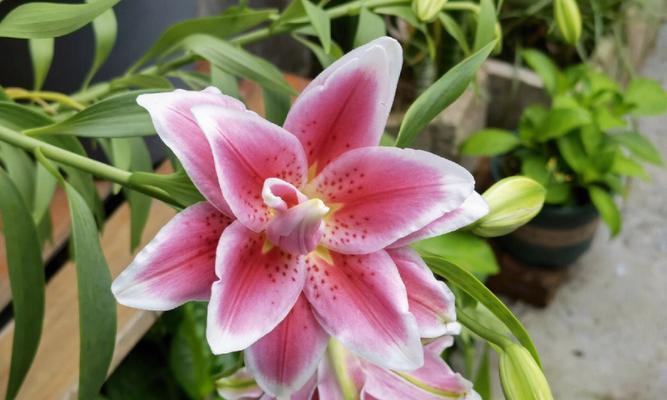 轻松养活百合花（享受美丽花海的简单方法）-第2张图片-绿意生活
