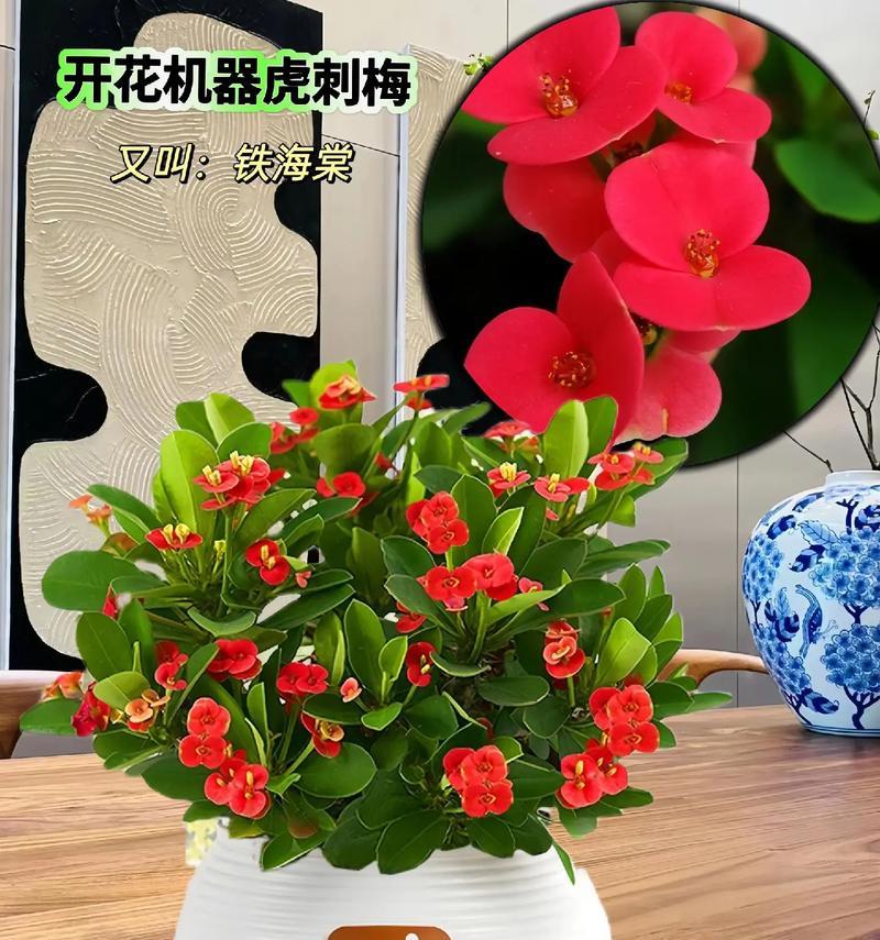 虎刺梅花期（解析虎刺梅花开花时间和养护技巧）-第2张图片-绿意生活