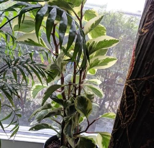 探索室内盆栽世界的另一面（了解阴性植物盆栽的多样性和管理方法）-第3张图片-绿意生活