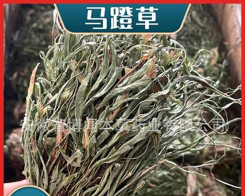 还阳草——神奇的中药材（探究还阳草的功效与作用，助力健康生活）-第3张图片-绿意生活
