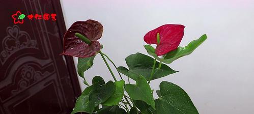 红掌的茶水浇水方法（红掌的特点及适合的茶水种类）-第2张图片-绿意生活