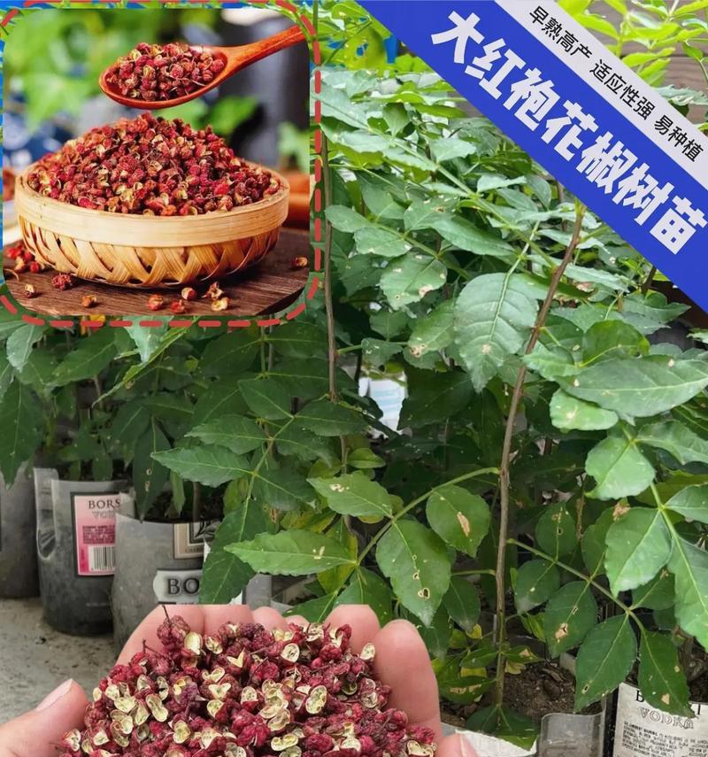 花椒成熟的时间与方法（了解花椒的成熟过程及时间，享受麻辣美食）-第2张图片-绿意生活