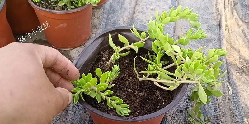 吊兰的种植方法及注意事项（让你轻松成为室内植物爱好者）-第2张图片-绿意生活