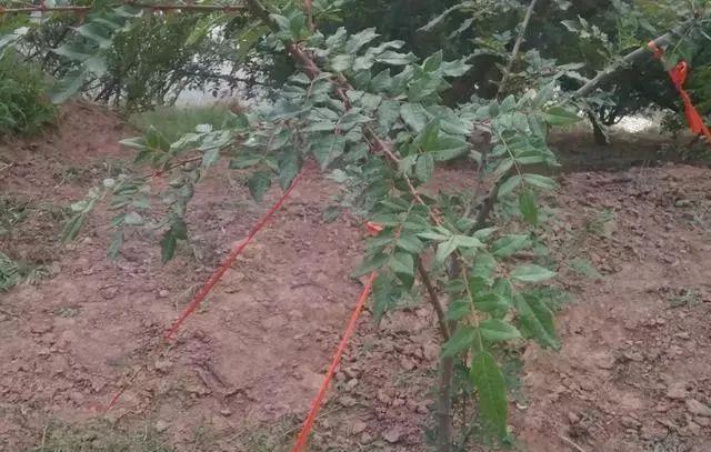 花椒树剪枝的最佳时间（什么时候是最好的剪枝季节？如何进行正确的剪枝？）-第2张图片-绿意生活