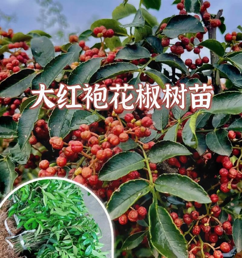 花椒树苗栽种最佳时间（掌握栽种时间，让花椒生长更健康）-第2张图片-绿意生活