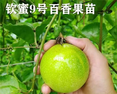 百香果的生长特点及栽培技巧（探究百香果的生命力——一种几年生植物的成长）-第1张图片-绿意生活