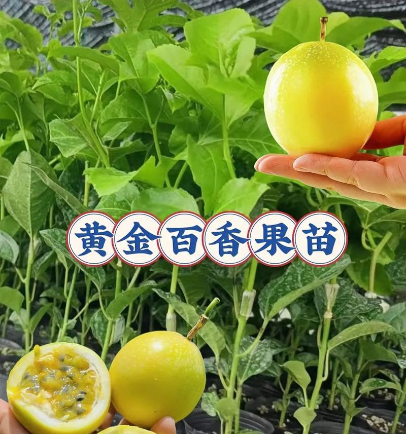百香果的生长特点及栽培技巧（探究百香果的生命力——一种几年生植物的成长）-第3张图片-绿意生活