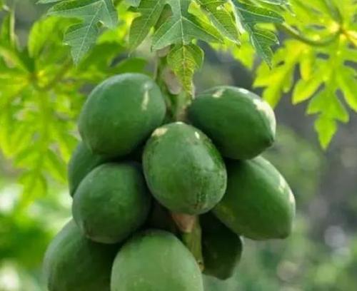 如何种植木瓜籽？（木瓜籽种植详细教程，快速入门）-第1张图片-绿意生活