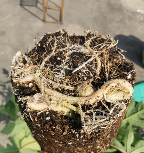 如何种植木瓜籽？（木瓜籽种植详细教程，快速入门）-第3张图片-绿意生活