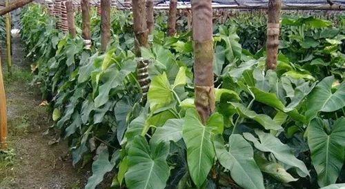 绿宝石叶子发黄怎么办？——解决绿宝石植物叶子变黄的方法-第2张图片-绿意生活