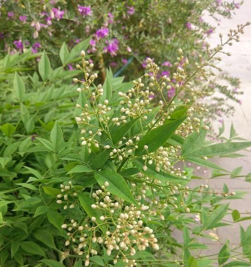 绿宝石叶子发黄怎么办？——解决绿宝石植物叶子变黄的方法-第3张图片-绿意生活