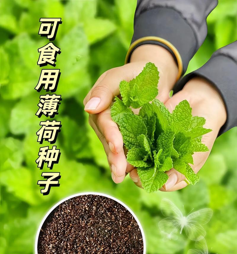 薄荷种子的最佳播种时间（种植薄荷的关键，早春或秋季播种？）-第2张图片-绿意生活