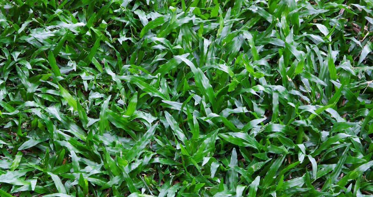 空心菜发芽时间（播种后多久能发芽？如何促进发芽？）-第2张图片-绿意生活