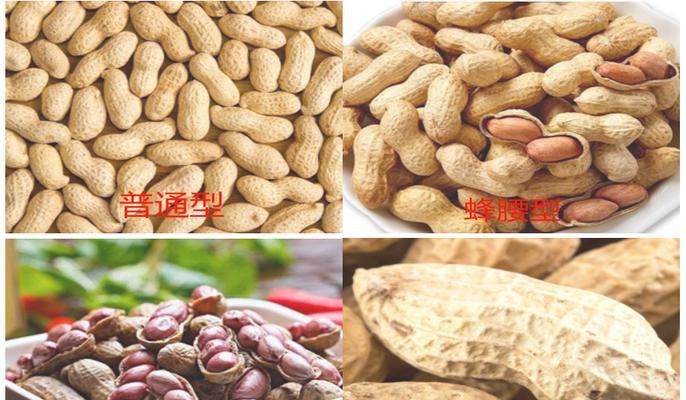花生的生长条件和特性（探究花生在不同环境中的生长状况及适应性）-第2张图片-绿意生活
