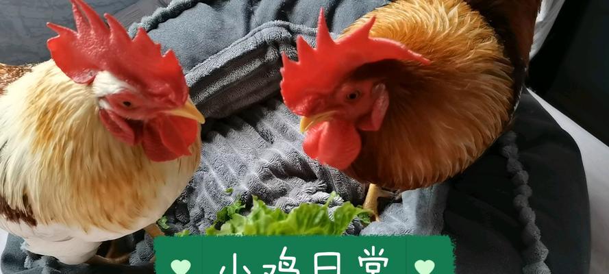 生菜与禁忌食物搭配，你知道多少？（生菜的饮食禁忌及影响健康的食物）-第2张图片-绿意生活