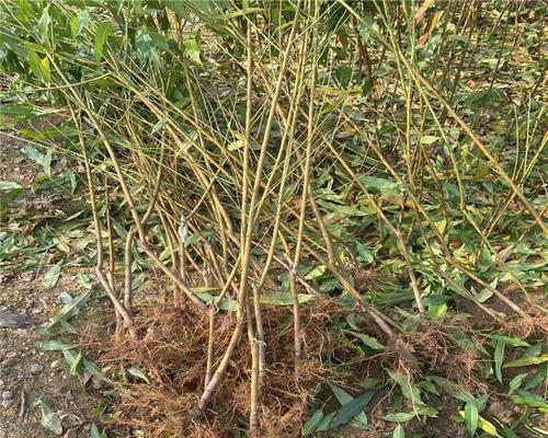 油桃核的种植方法（如何让油桃核迅速发芽）-第1张图片-绿意生活