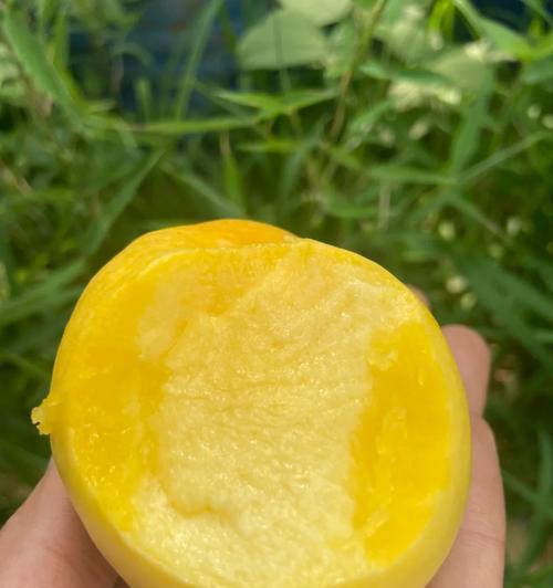 油桃核的种植方法（如何让油桃核迅速发芽）-第2张图片-绿意生活