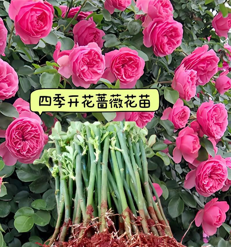 如何成功养殖蔷薇花（蔷薇花的养殖技巧和注意事项）-第2张图片-绿意生活